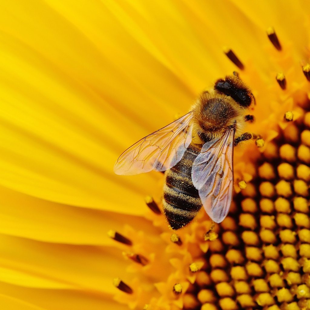 Пчела медонос сидит на цветке подсолнуха 