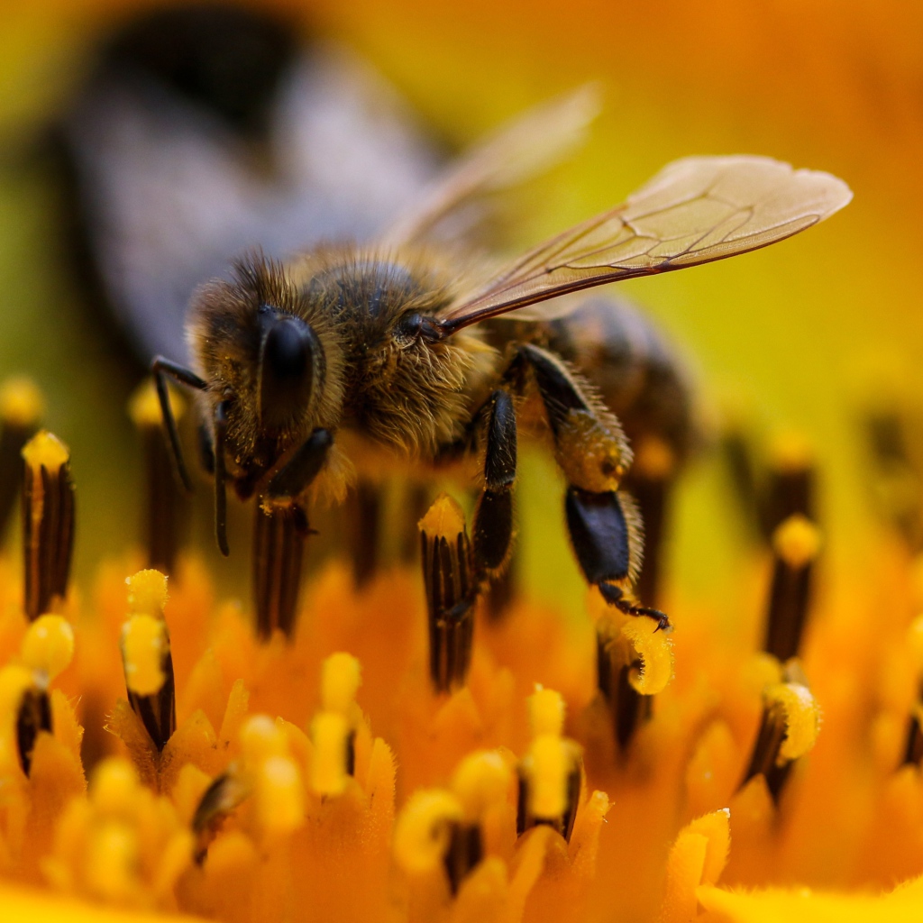 Большая пчела на цветке подсолнуха крупным планом 