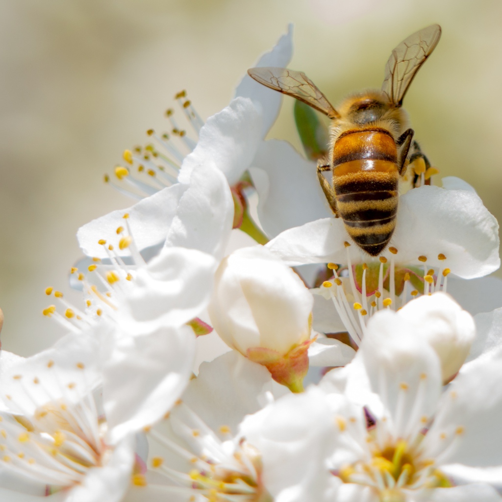 Большая пчела на белых цветах вишни 