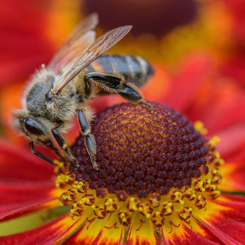 Большая пчела сидит на цветке эхинацеи 