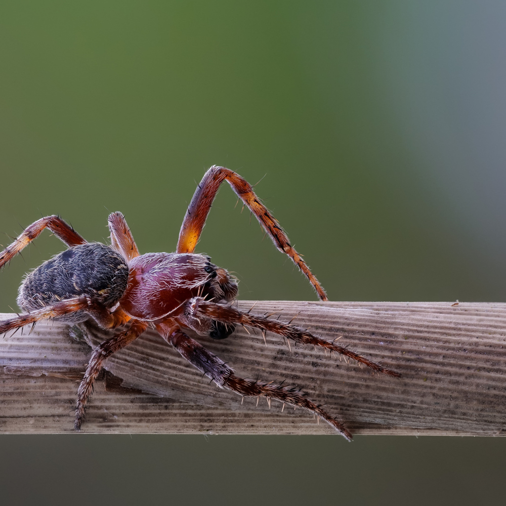 Большой жук на деревянной палке 