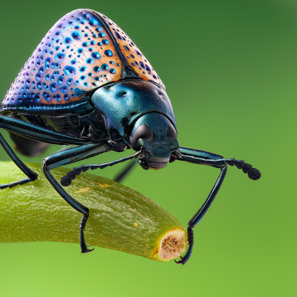 Большой жук сидит на ветке крупным планом