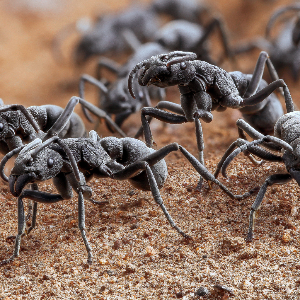 Большие черные муравьи крупным планом