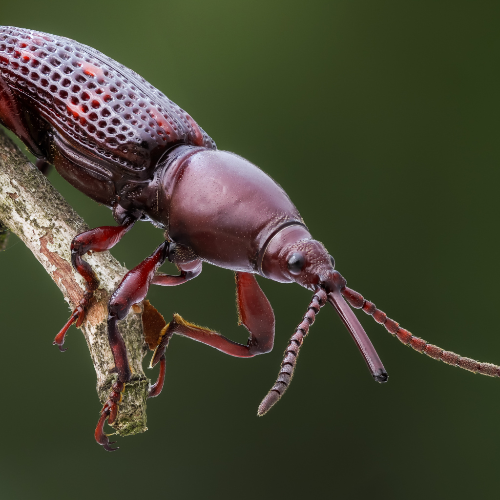 Большой коричневый жук сидит на ветке 
