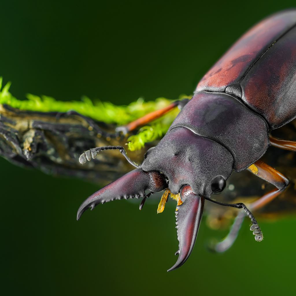 Большой коричневый жук олень сидит на ветке дерева