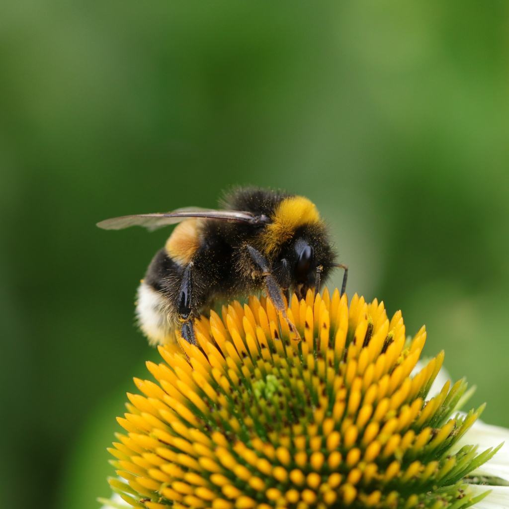 Большой шмель сидит на цветке ромашки 