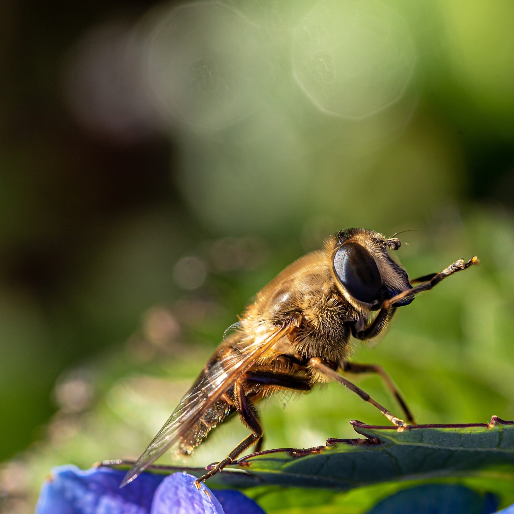 Большая цикада сидит на листе 