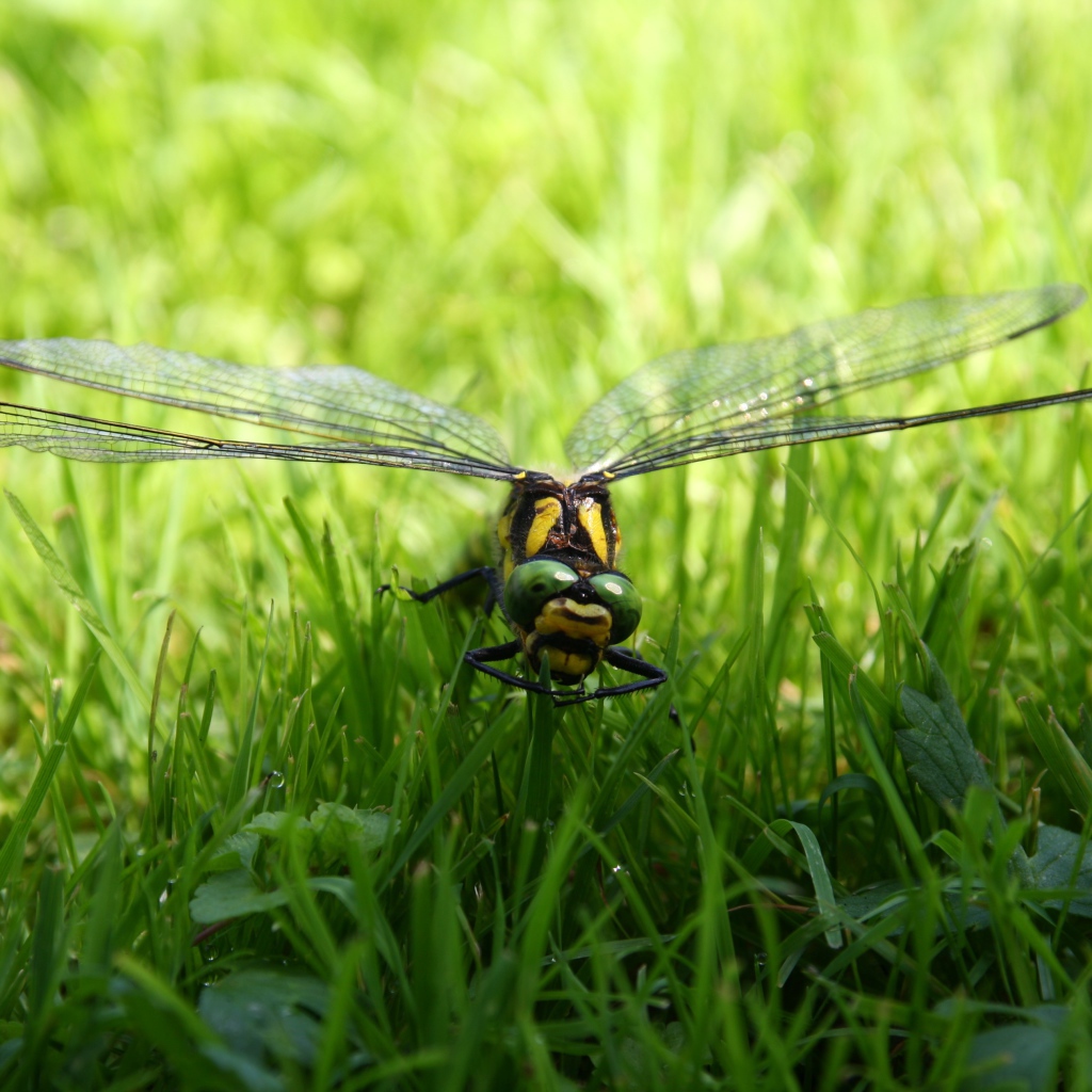Большая стрекоза сидит на зеленой траве