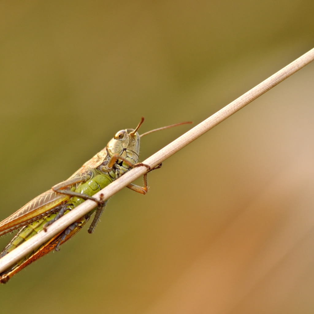 Большой зеленый кузнечик сидит на траве