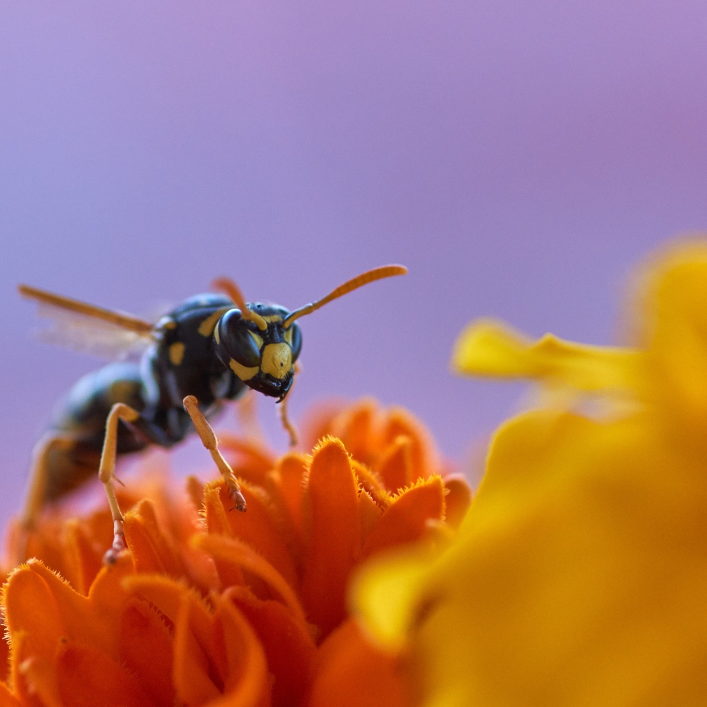 Большая желтая оса сидит на цветке