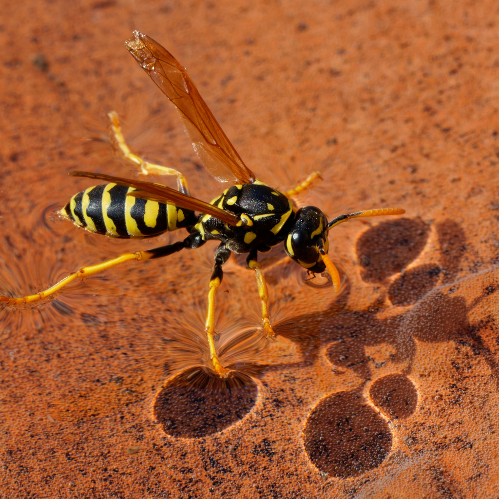 Большая желтая оса сидит на воде 