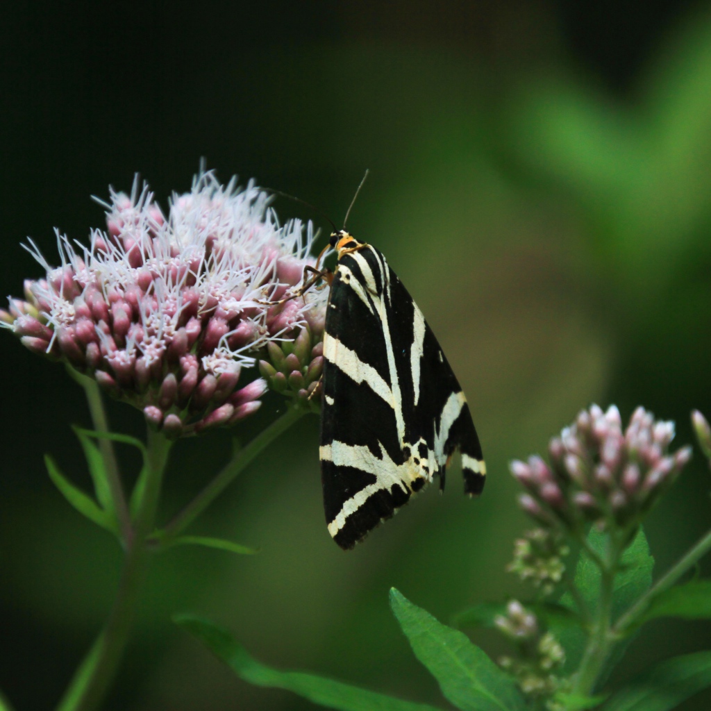 Черно-белая бабочка сидит на розовом цветке 