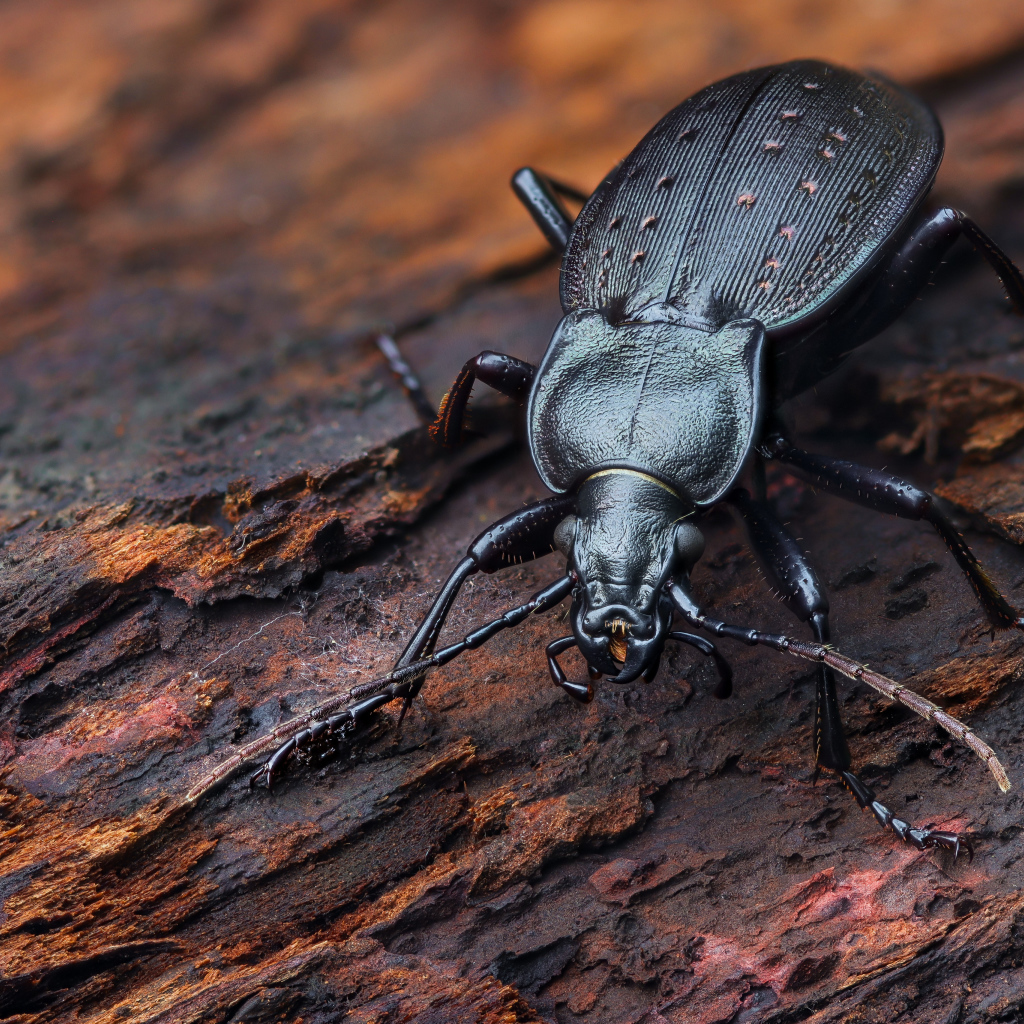 Черный жук жужелица сидит на трухлявом дереве