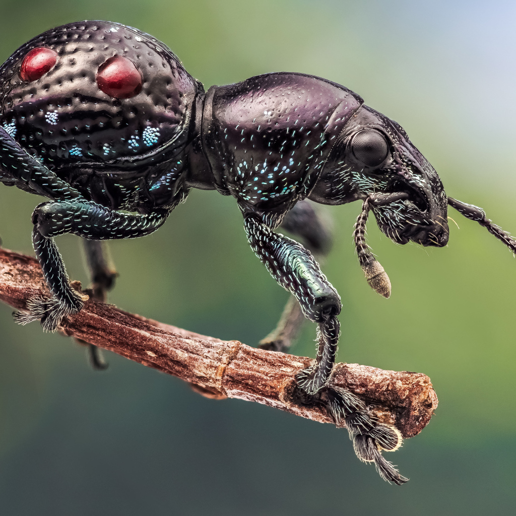 Черный жук долгоносик сидит на ветке дерева