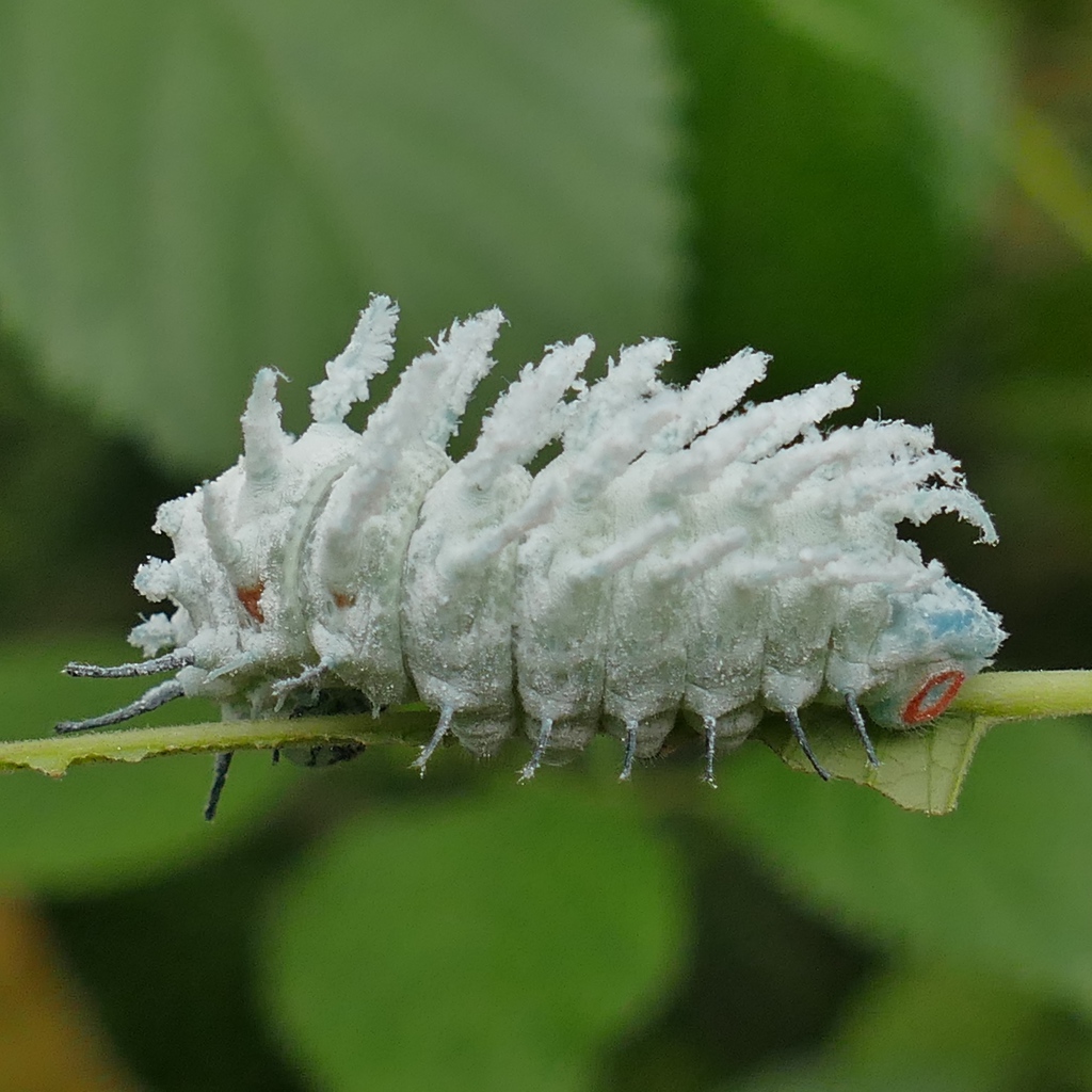 Голубая необычная гусеница