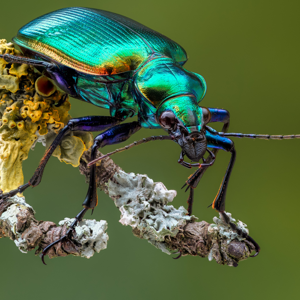 Яркий жук Красотел на ветке крупным планом