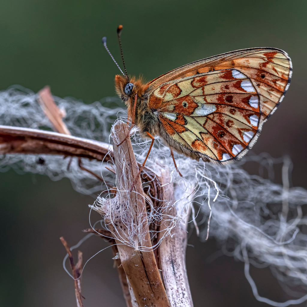 Коричневая бабочка на ветке крупным планом
