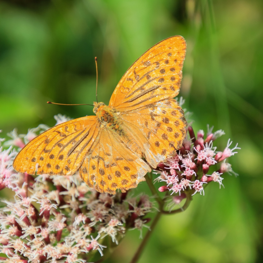 Коричневая бабочка на растении с маленькими розовыми цветами 