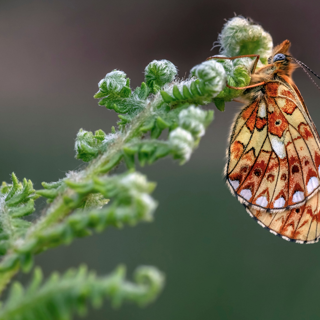 Коричневая бабочка на зеленом цветке папоротника 