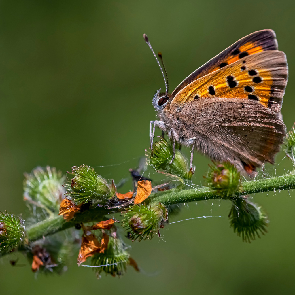 Коричневая бабочка сидит на колючем растении