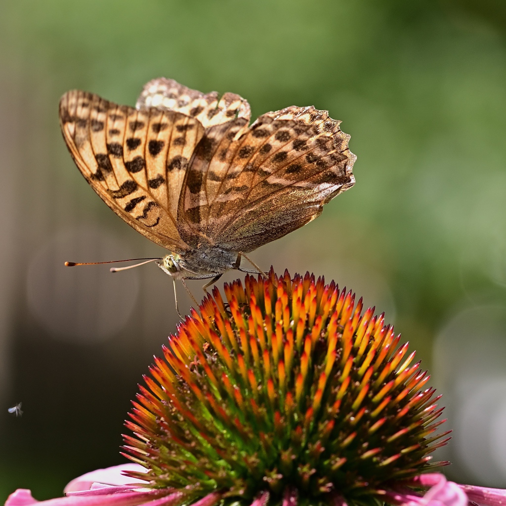 Коричневая бабочка сидит на цветке эхинацеи 