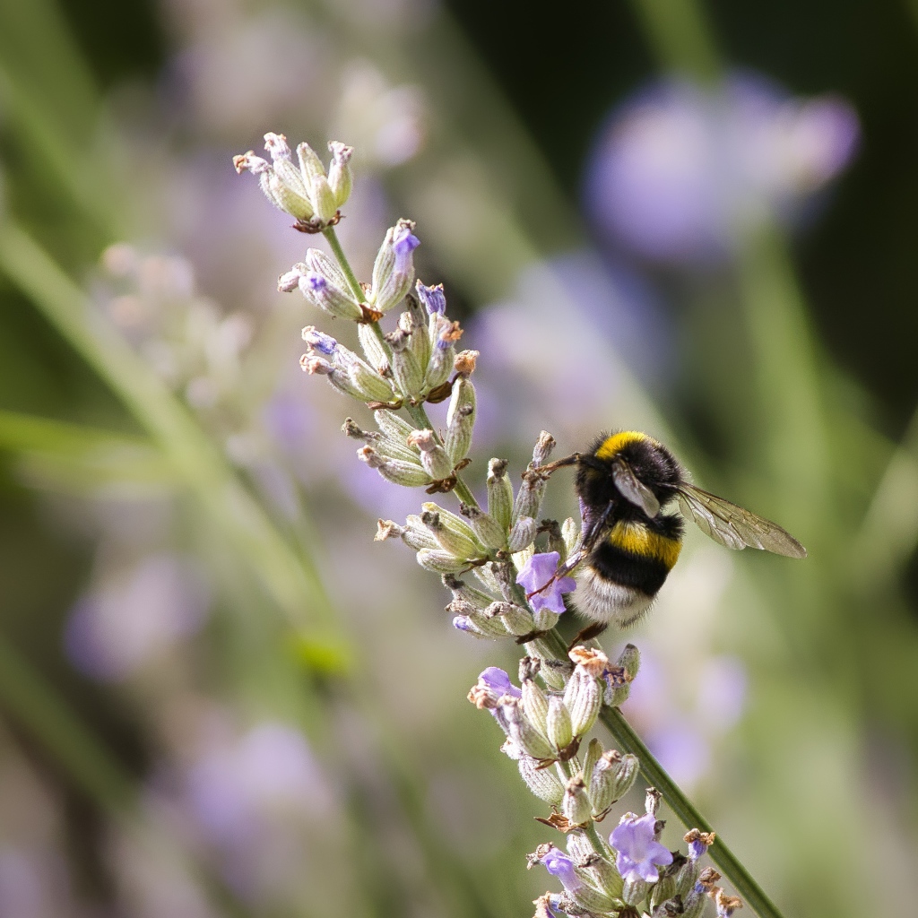 Шмель сидит на ветке лаванды