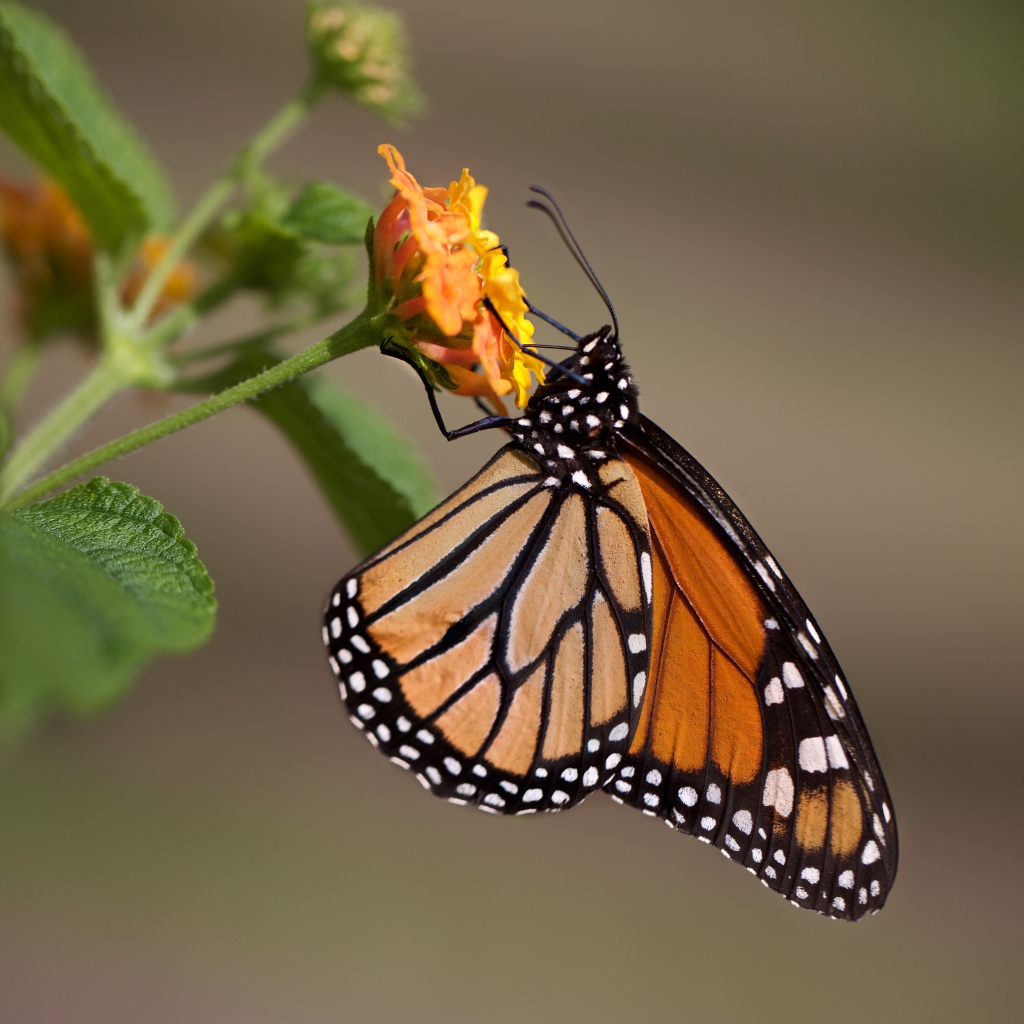 Бабочка сидит на оранжевом цветке крупным планом