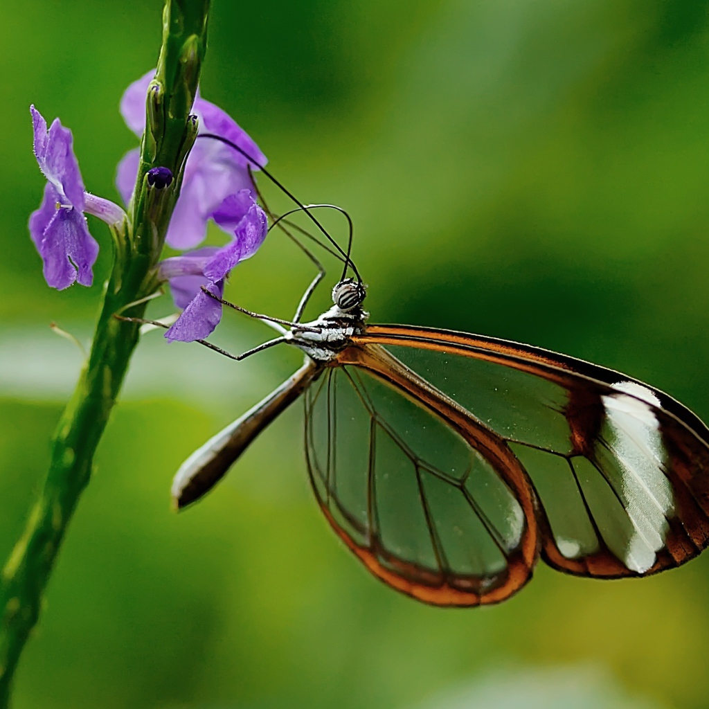 Бабочка с прозрачными крыльями сидит на цветке 