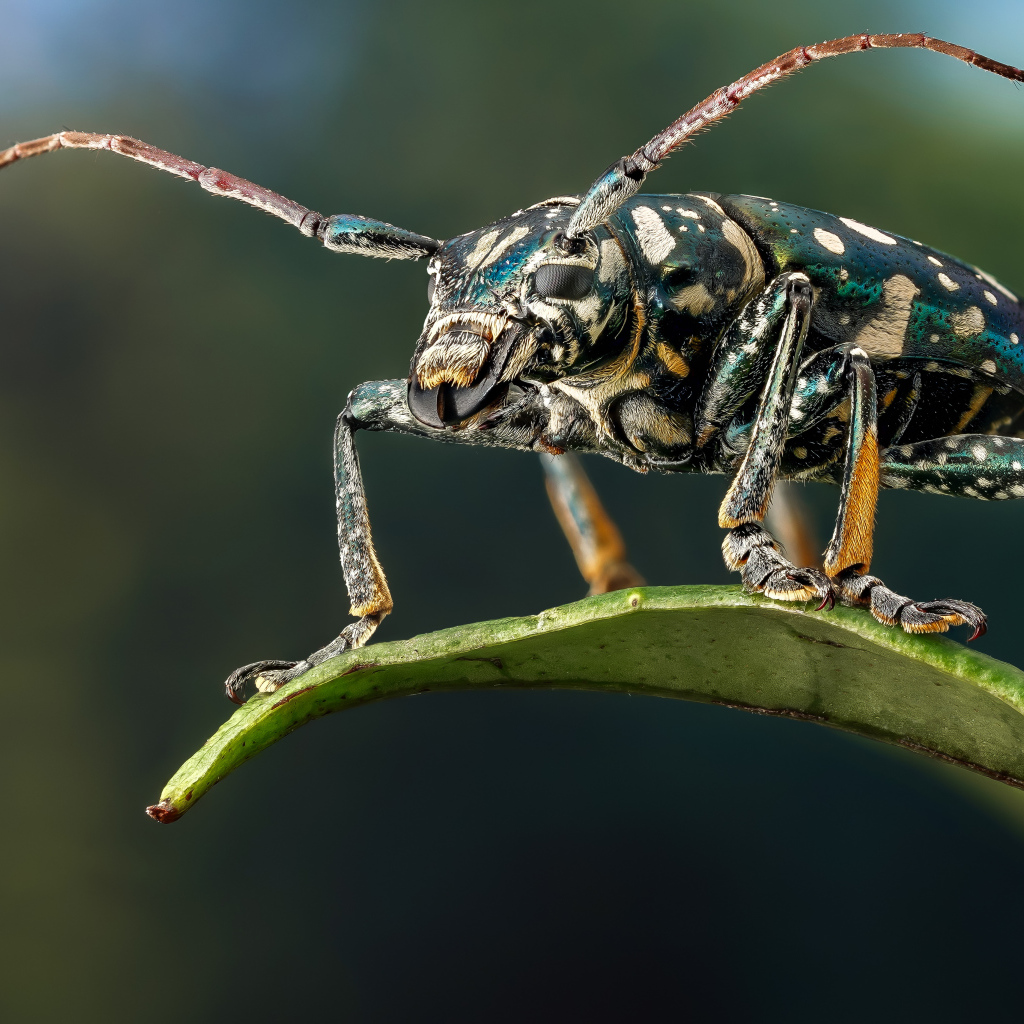 Жук Фаустабрина на зеленом листе крупным планом