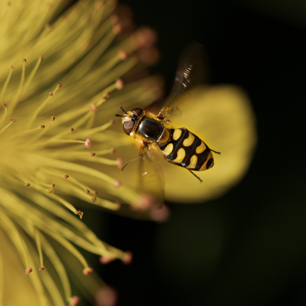 Муха журчалка у желтого цветка 