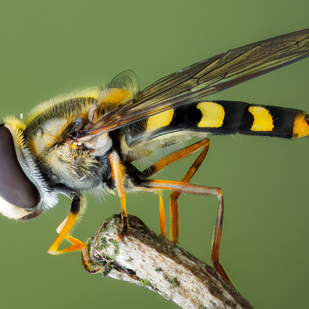 Муха журчалка на ветке крупным планом