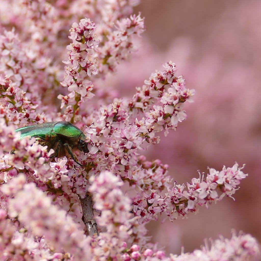 Зеленый жук на ветке с розовыми цветами
