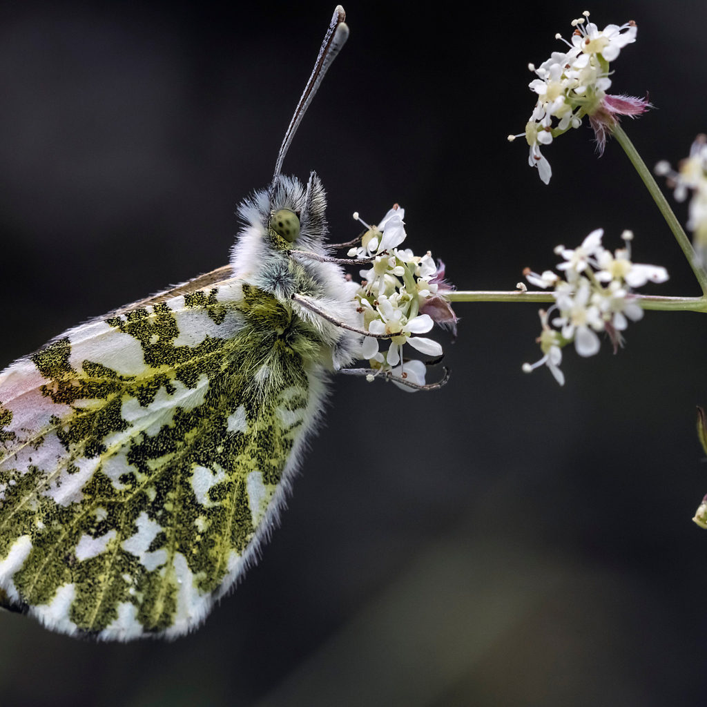Зеленая бабочка сидит на  белом цветке 