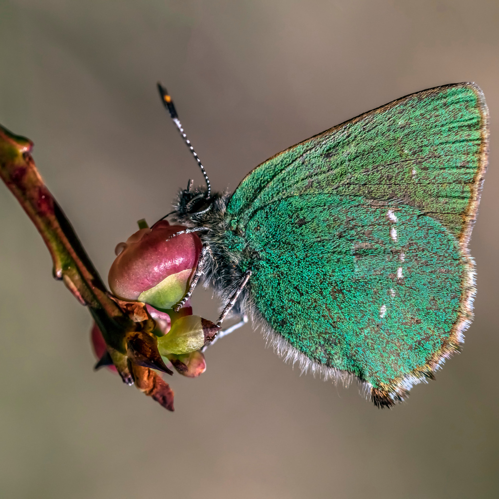 Зеленая бабочка сидит на ветке 