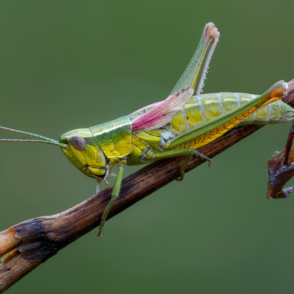 Зеленый кузнечик сидит на лозе винограда