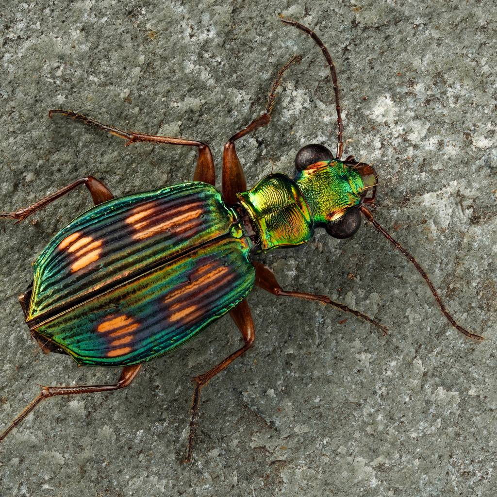 Большой бронзовый жук на серой стене 