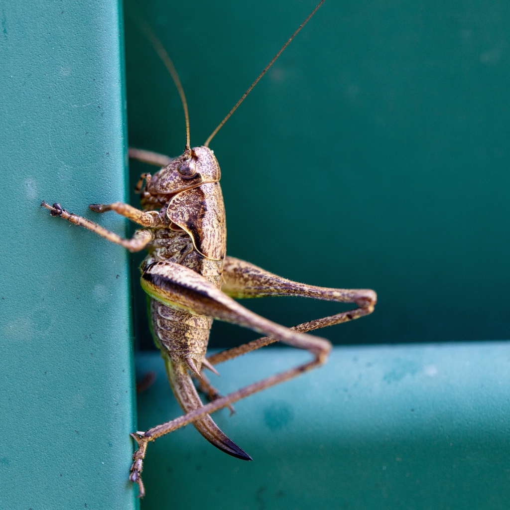 Большой кузнечик сидит на стене