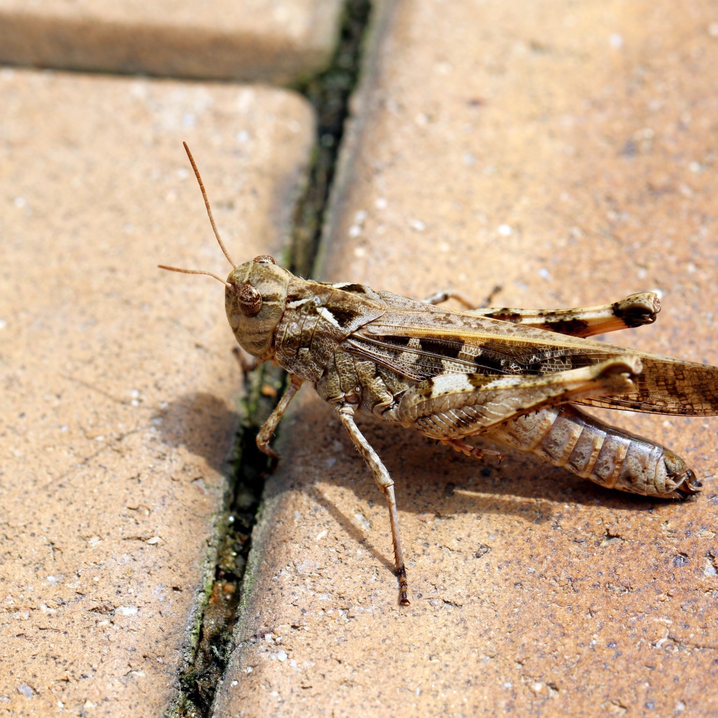 Большой серый кузнечик на плитке