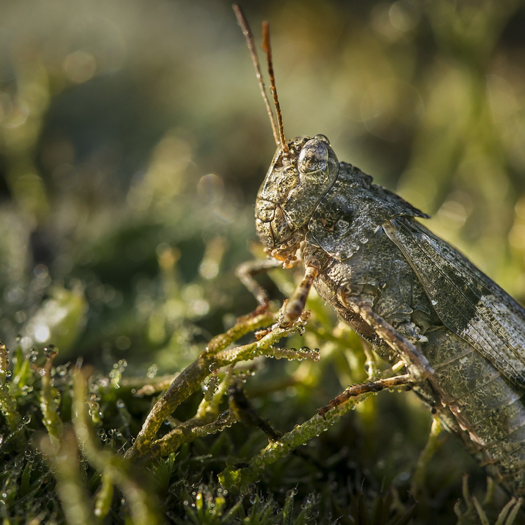 Большая зеленая саранча крупным планом