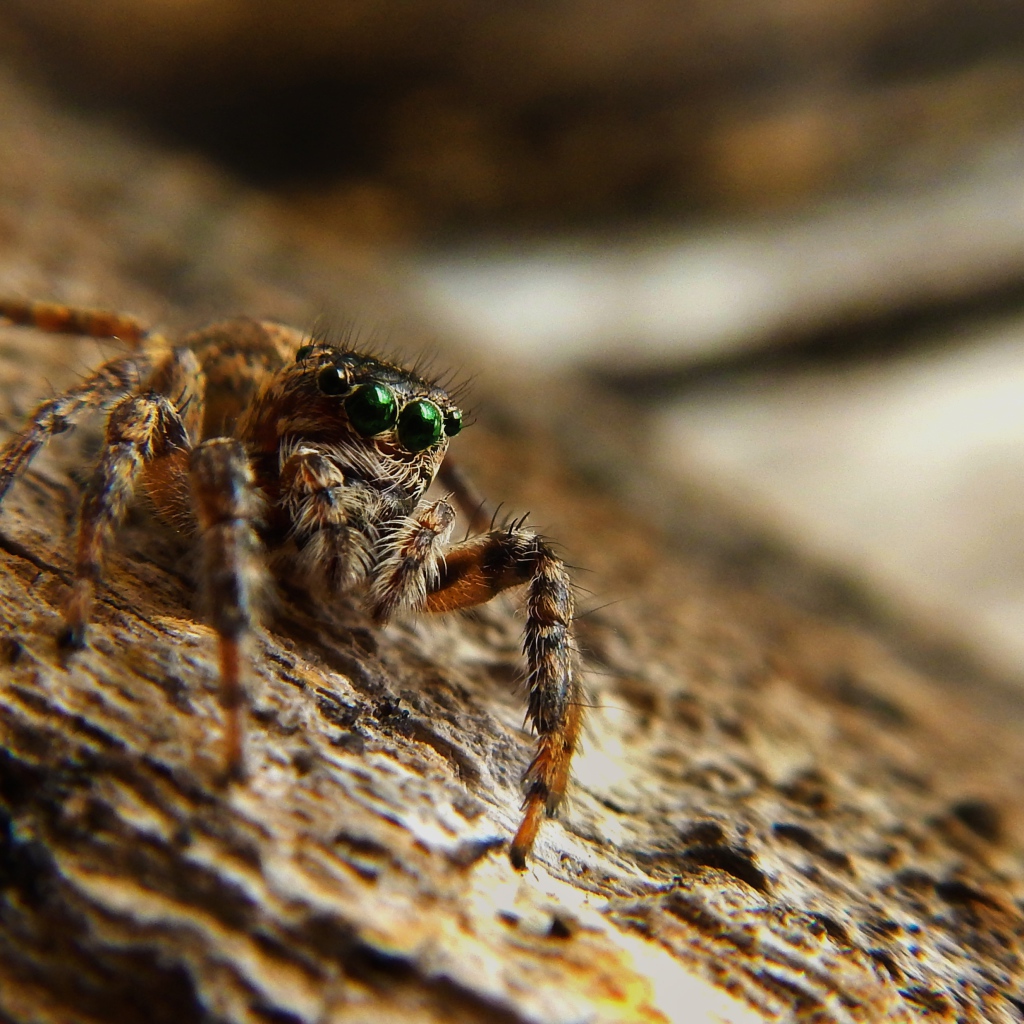 Большой паук с зелеными глазами