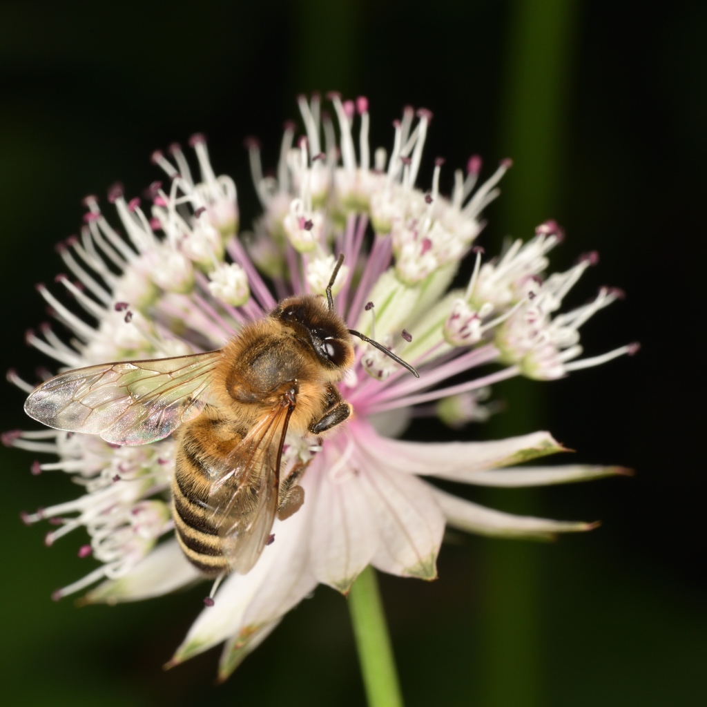 Маленькая пчела сидит на цветке