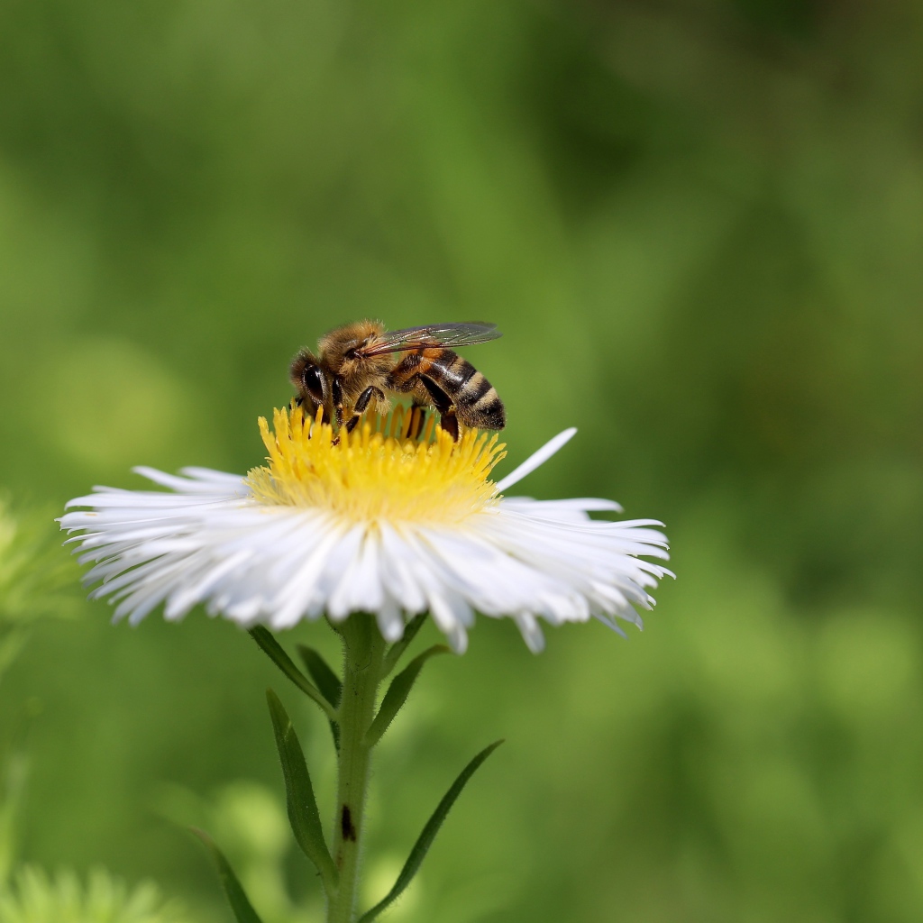 Маленькая пчела сидит на белом полевом цветке 
