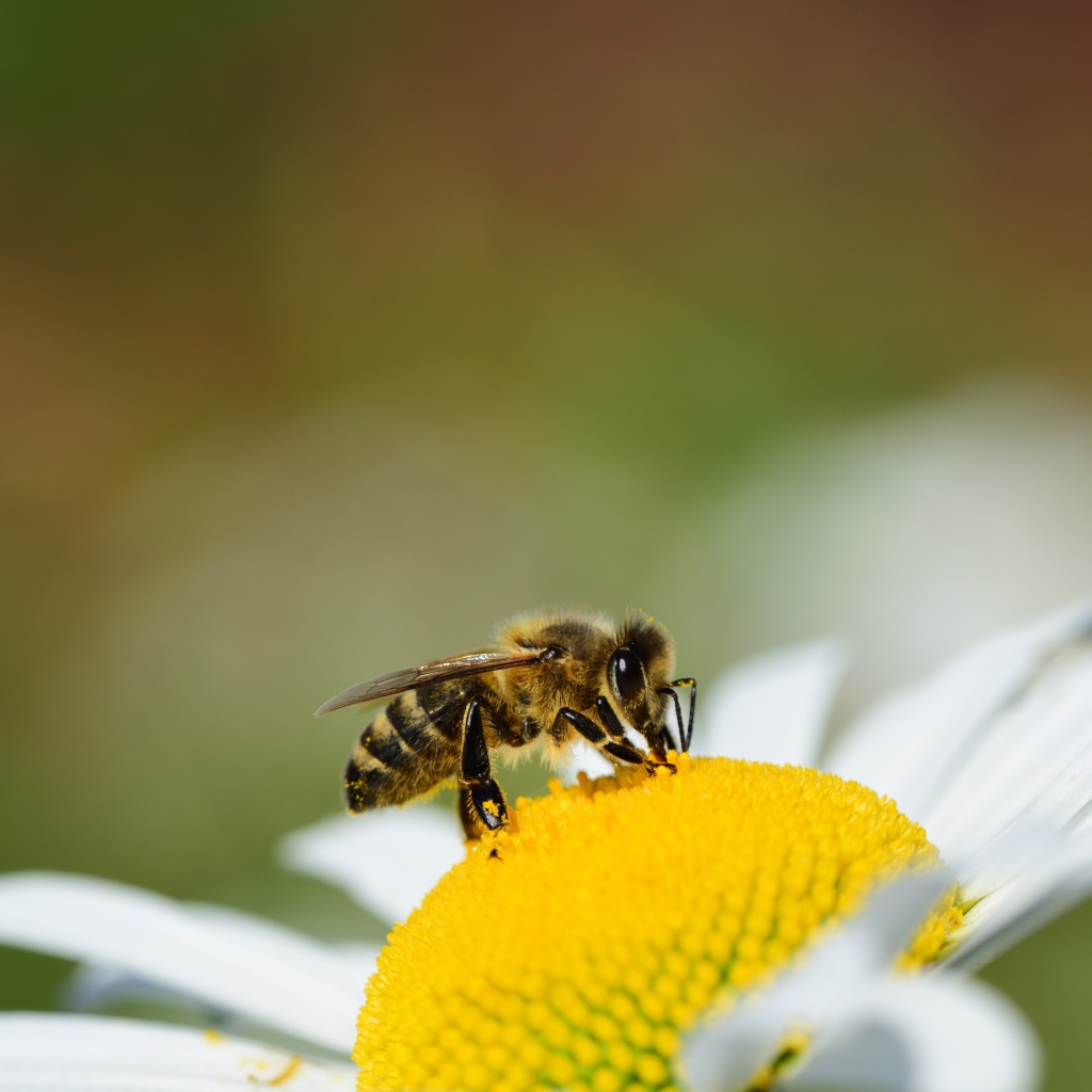 Маленькая пчела сидит на желтой середине ромашки 