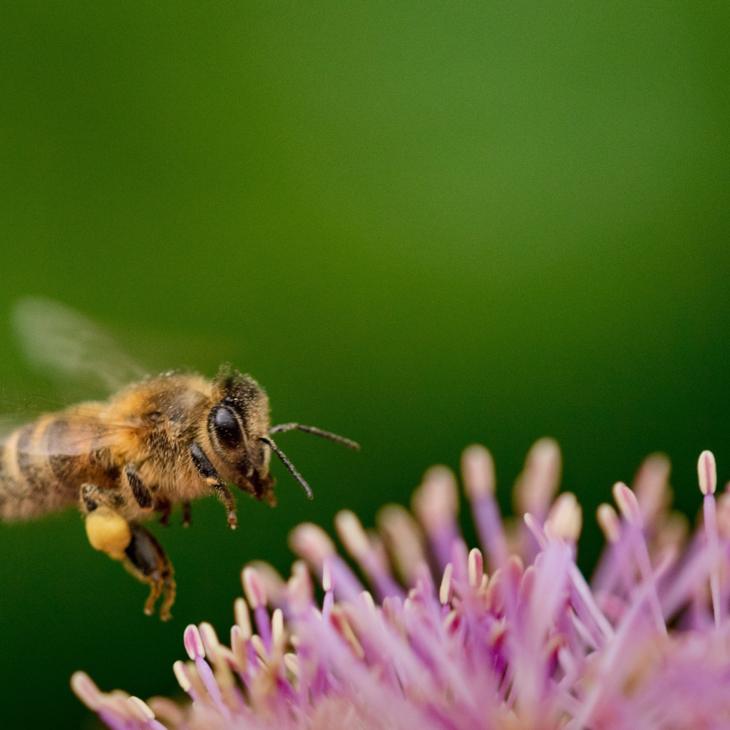 Маленькая пчела с розовым цветком на зеленом фоне