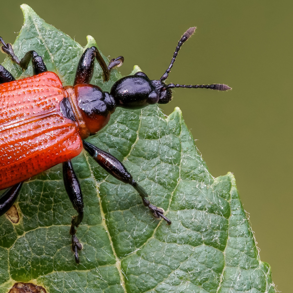 Оранжевый жук Трубковёрт орешниковый сидит на зеленом листе