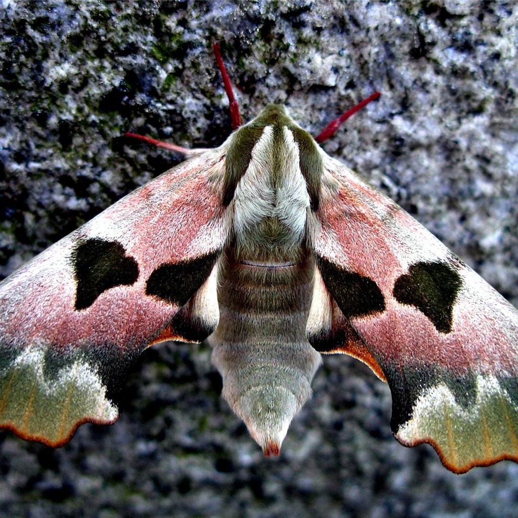 Бабочка сова крупным планом на камне