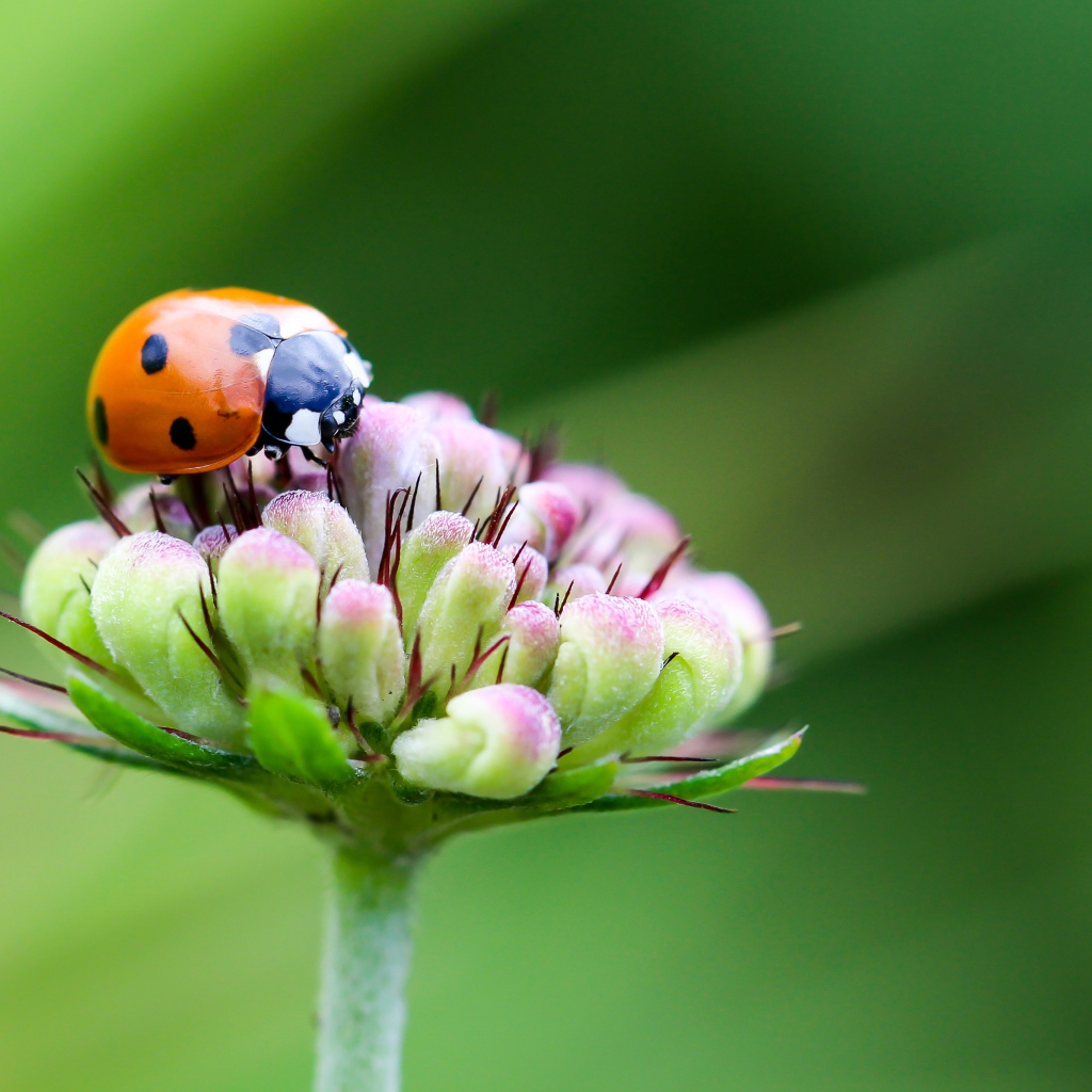 Красная божья коровка сидит на цветке на зеленом фоне