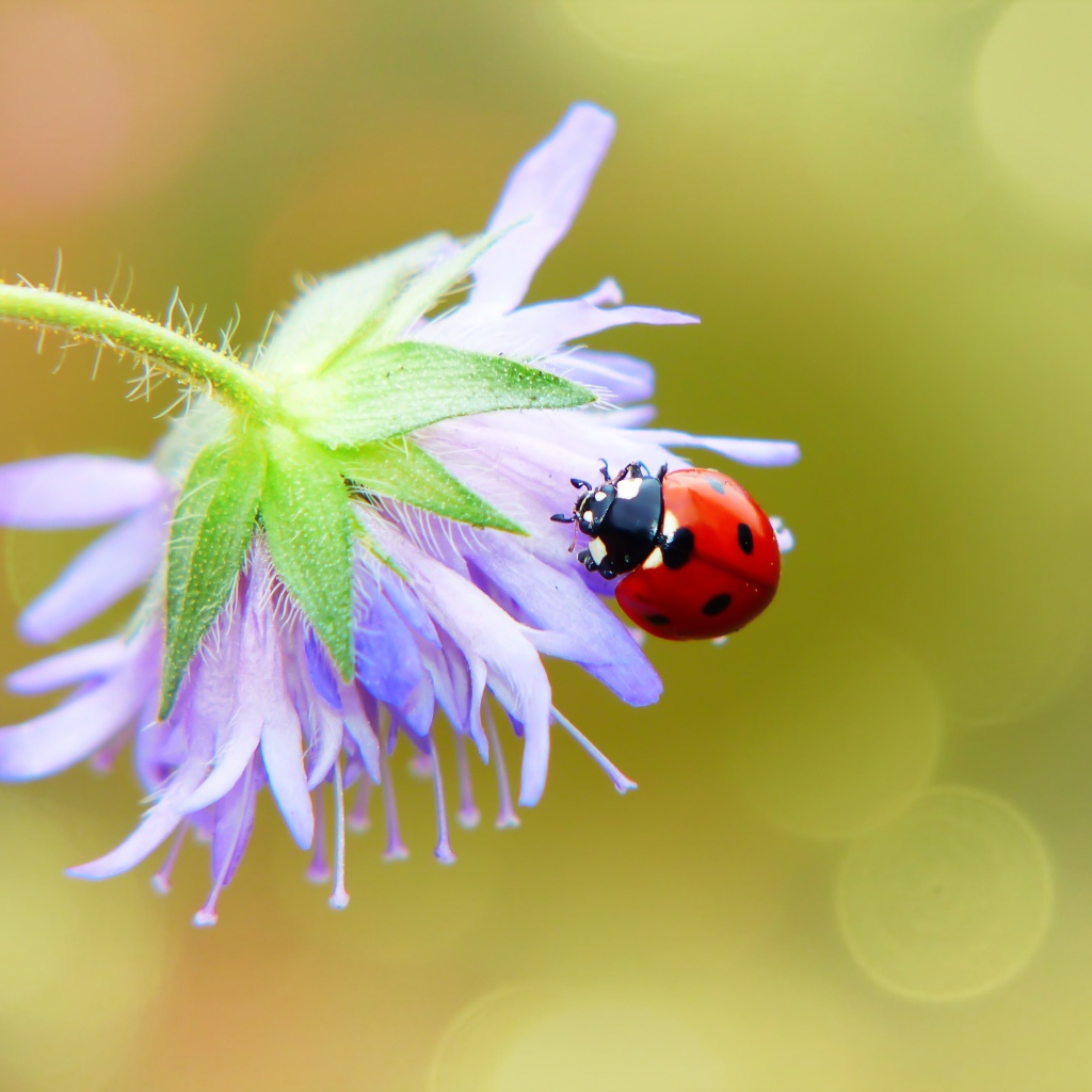 Красная божья коровка сидит на цветке 