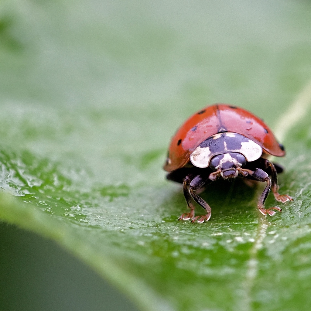 Красная божья коровка сидит на мокром листе 