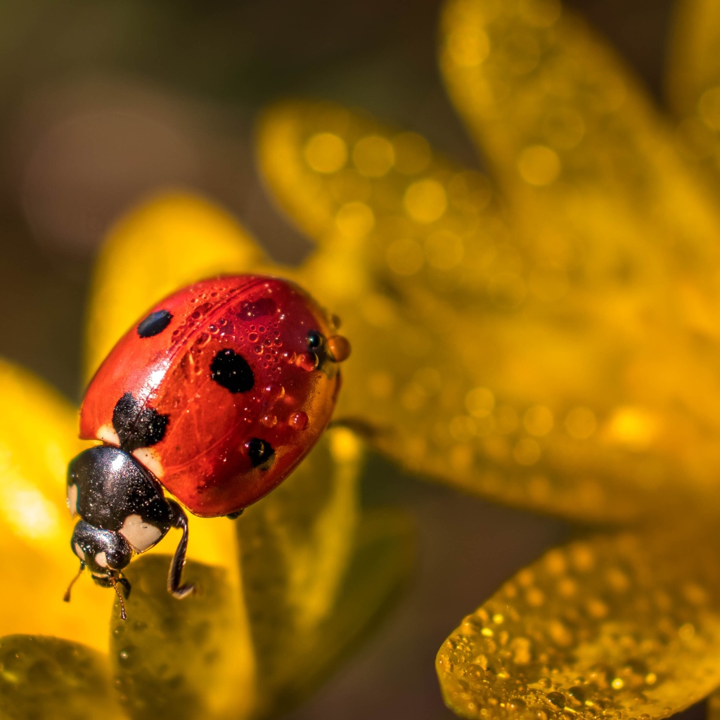 Красная божья коровка сидит на лепестках цветка